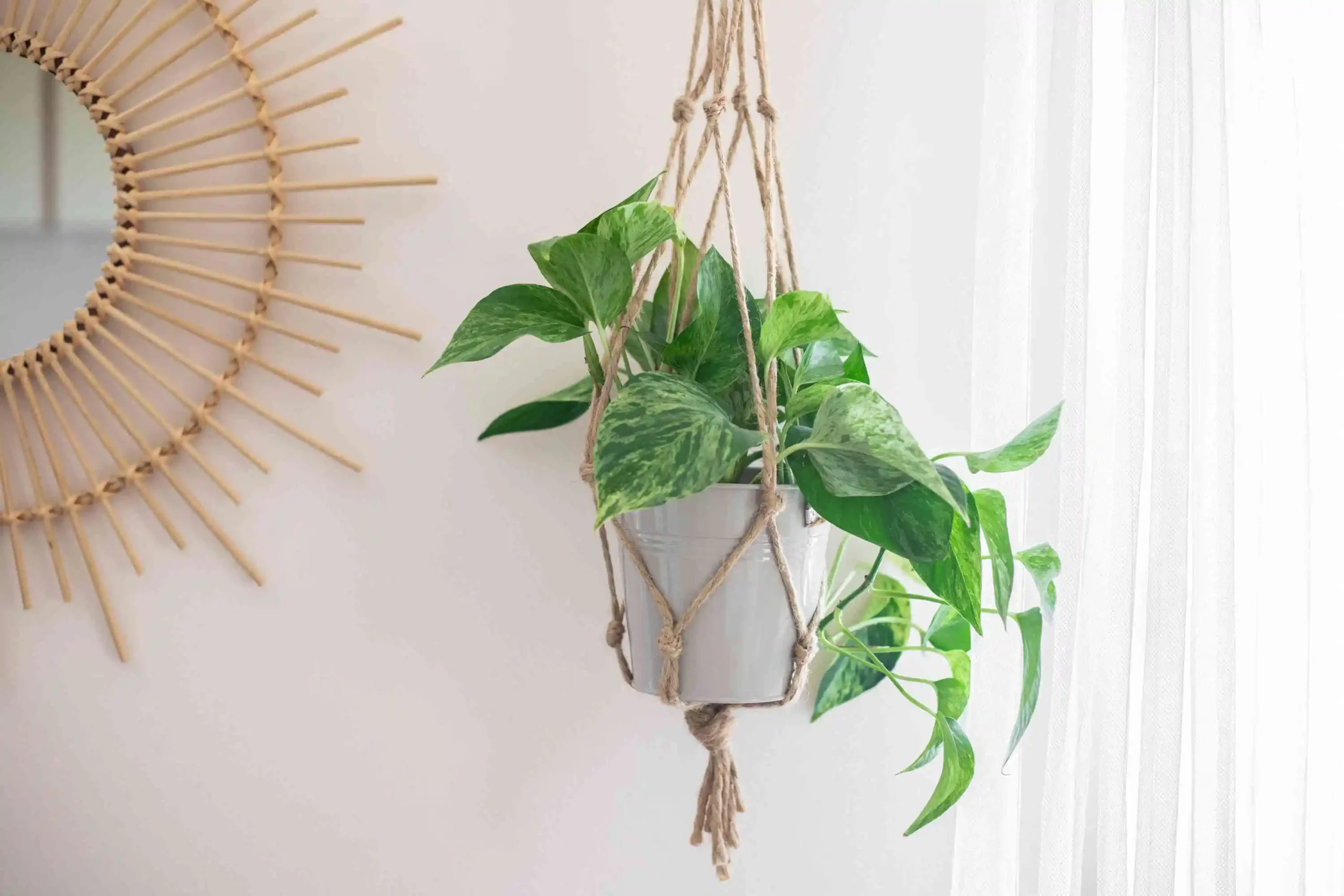 How to Craft Your Own Indoor Plant Hanging Planters