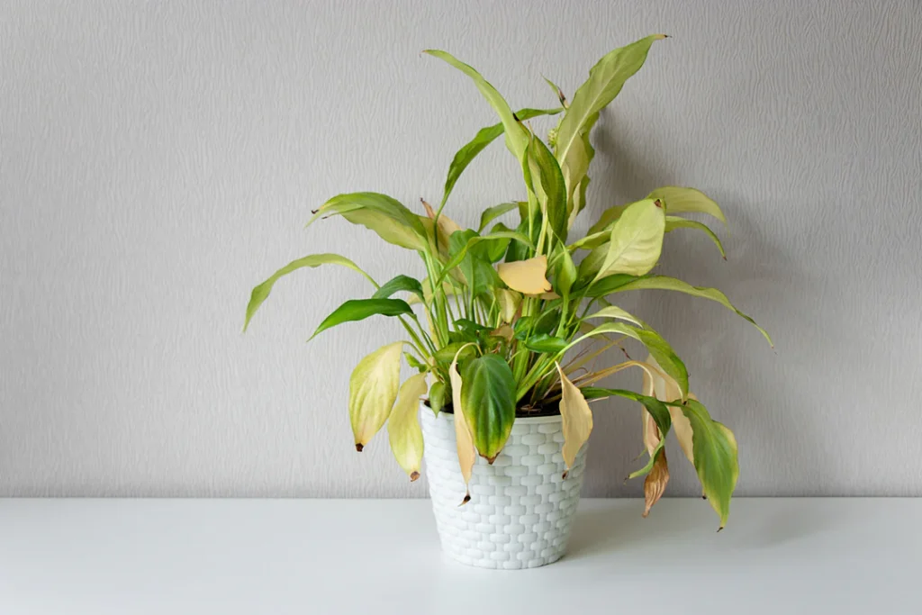 How to Revive a Droopy Plant: Common Causes and Solutions