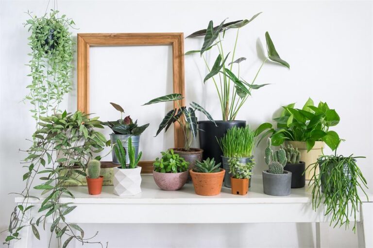 The Best Hardy Plants for New Indoor Gardeners