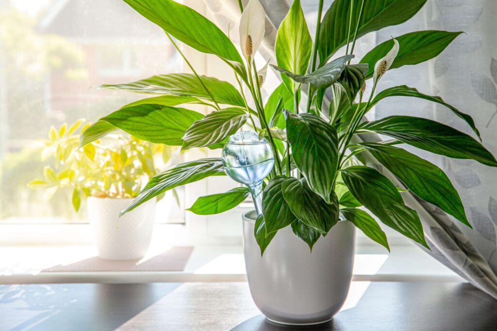 How to Revive a Droopy Plant: Common Causes and Solutions