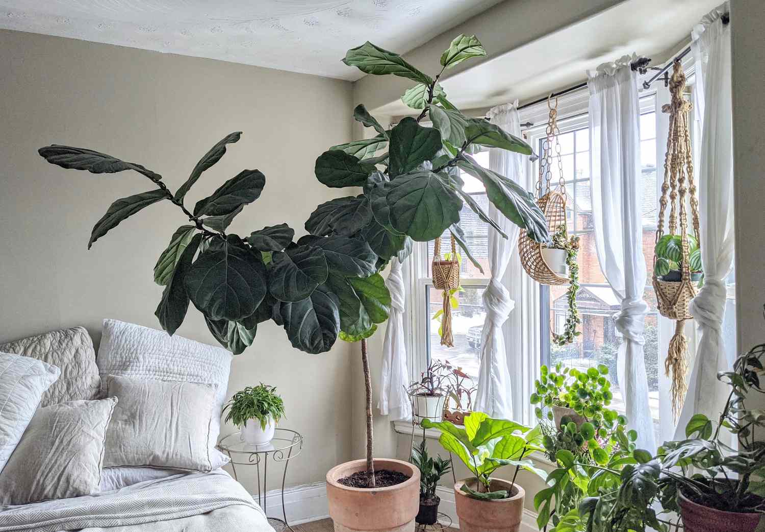 Unique Indoor Plants to Add Character to Your Apartment