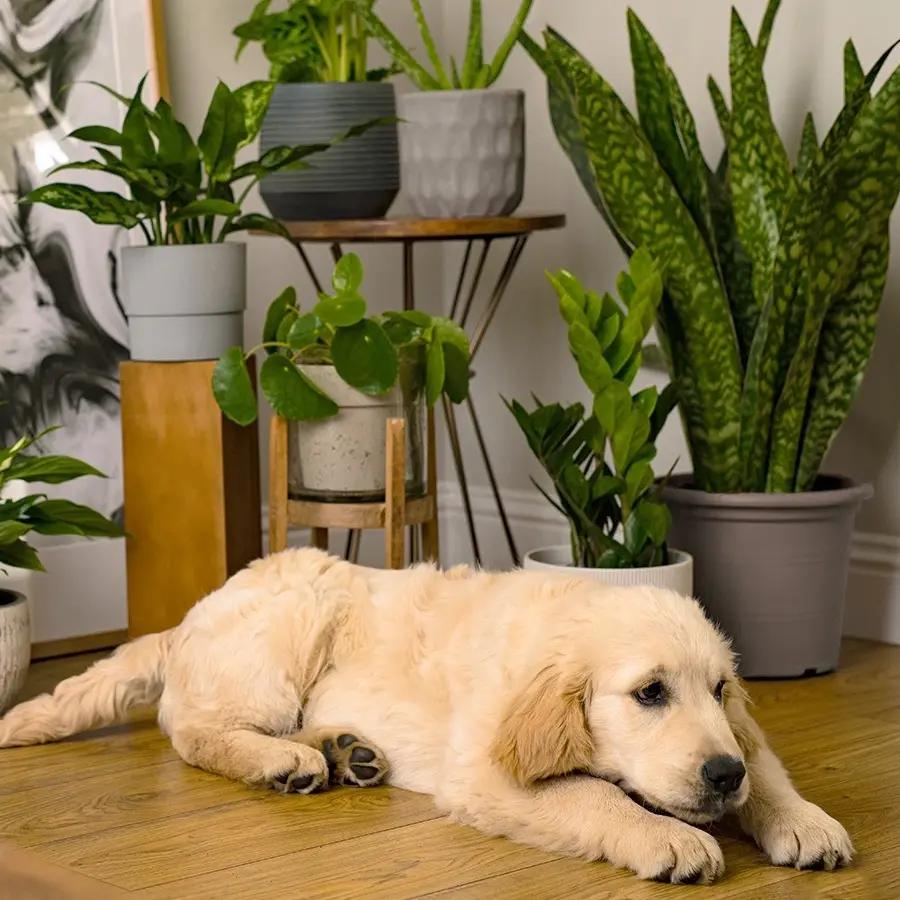 How to Care for Your First Apartment Plants: A Step-by-Step Guide