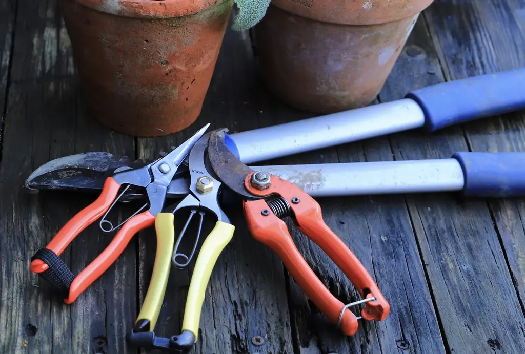 Best Pruning Tools for Maintaining Your Apartment Plants