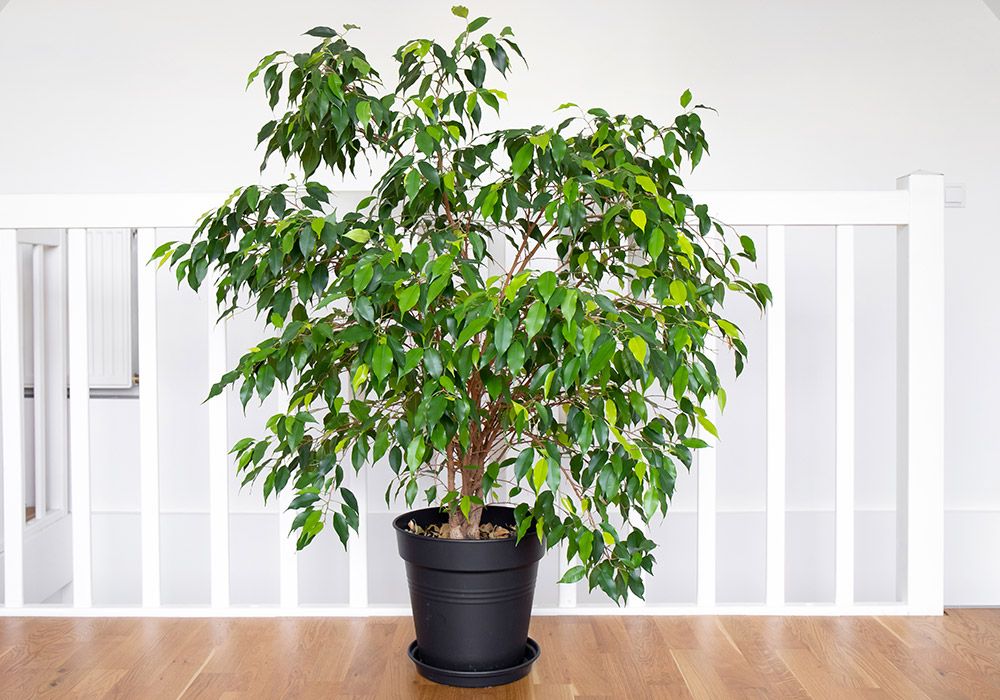 Plants to Avoid in Small Apartments: What Not to Choose