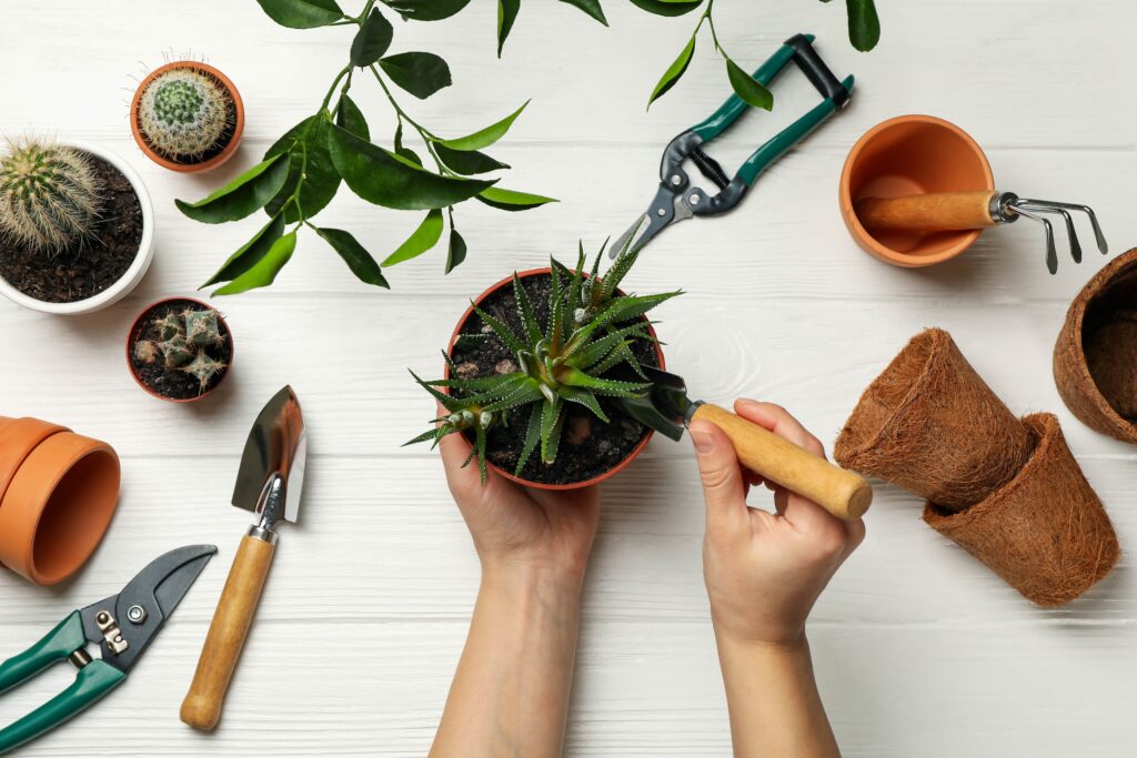 How to Repot Indoor Plants: A Step-by-Step Guide