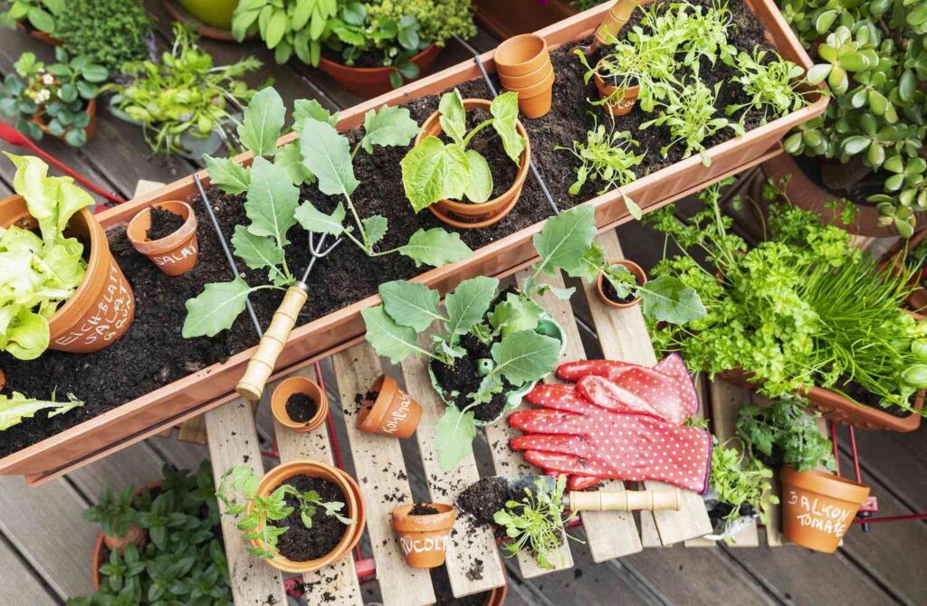 Spring Plant Care Checklist for Apartment Gardeners