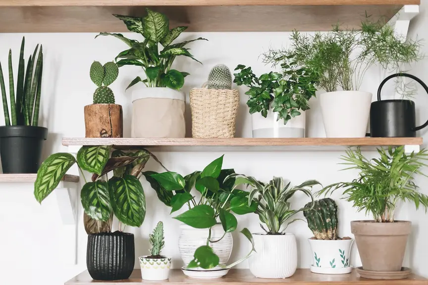 Mixing and Matching Indoor Plants for a Stylish Look