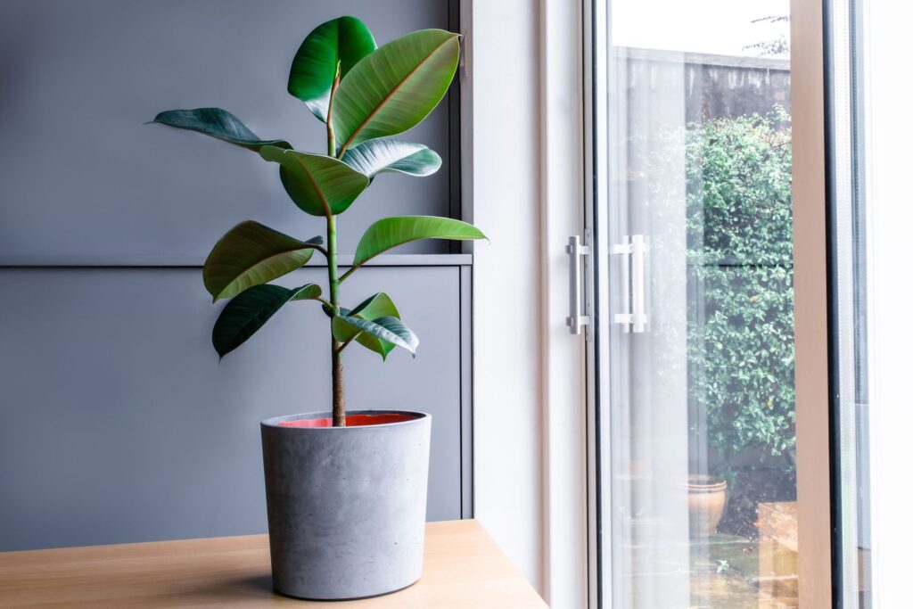 Best Indoor Plants for Winter Months