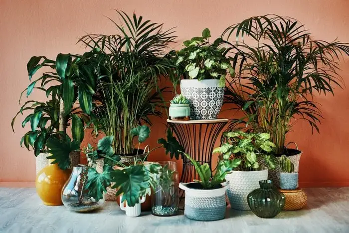 How to Arrange Plants for Maximum Visual Impact