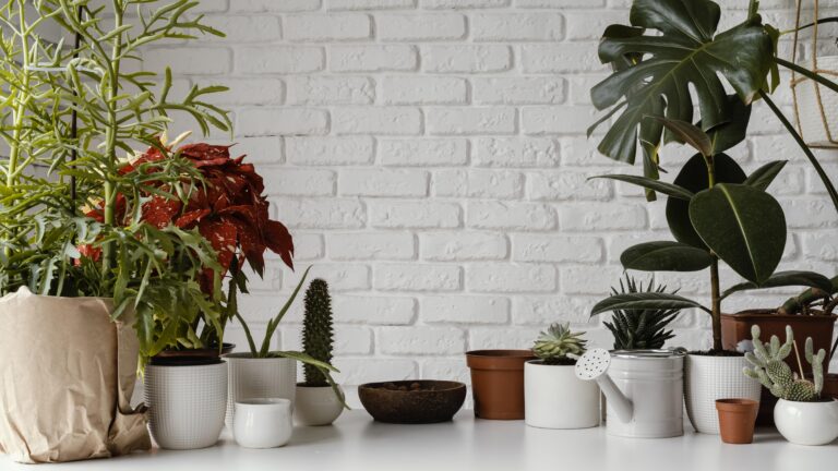 10 Essential Tips for Thriving Indoor Plants in Apartments