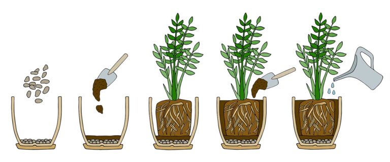 How to Repot Indoor Plants: A Step-by-Step Guide