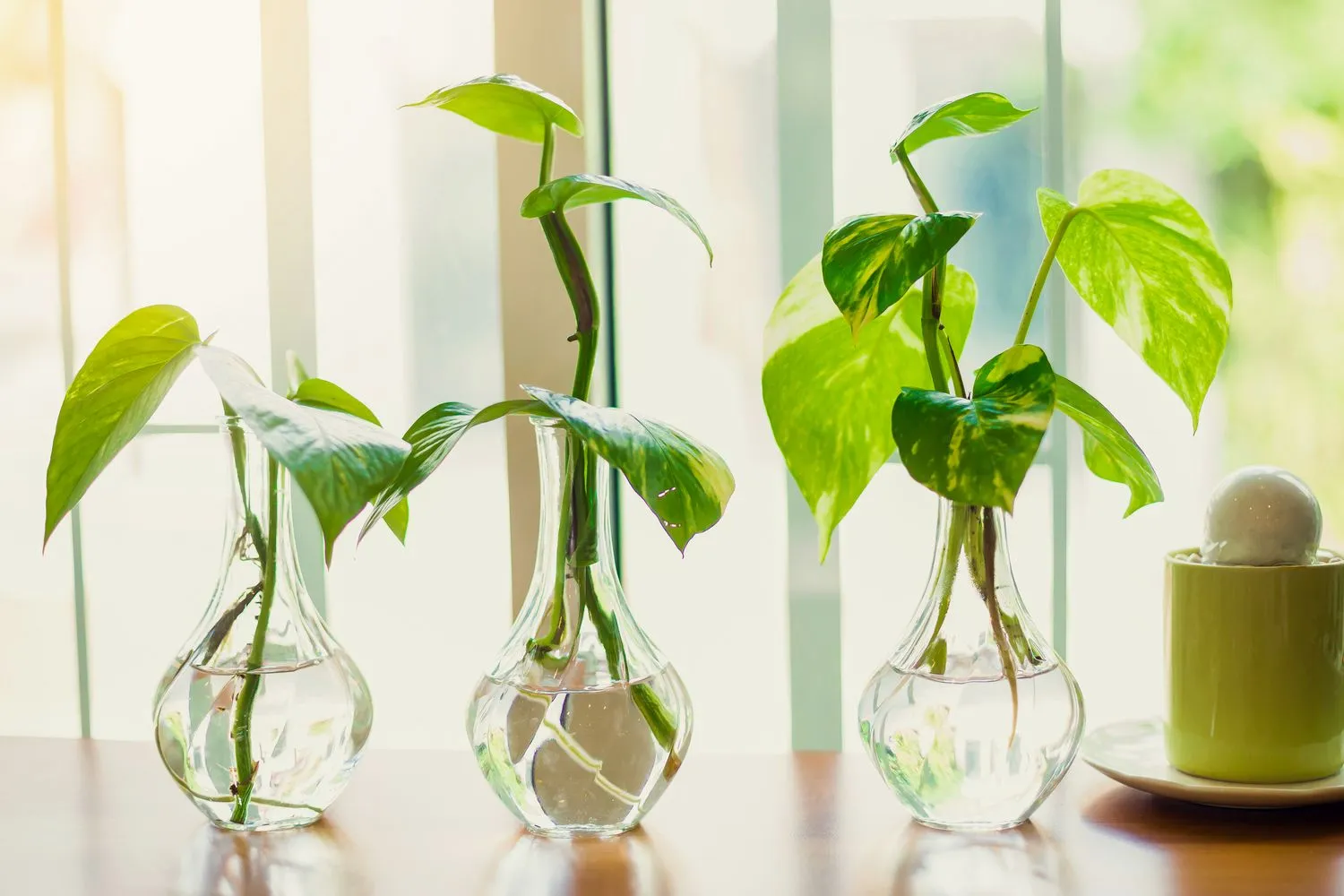 Simple Plant Care Tips for Beginners in Small Apartments