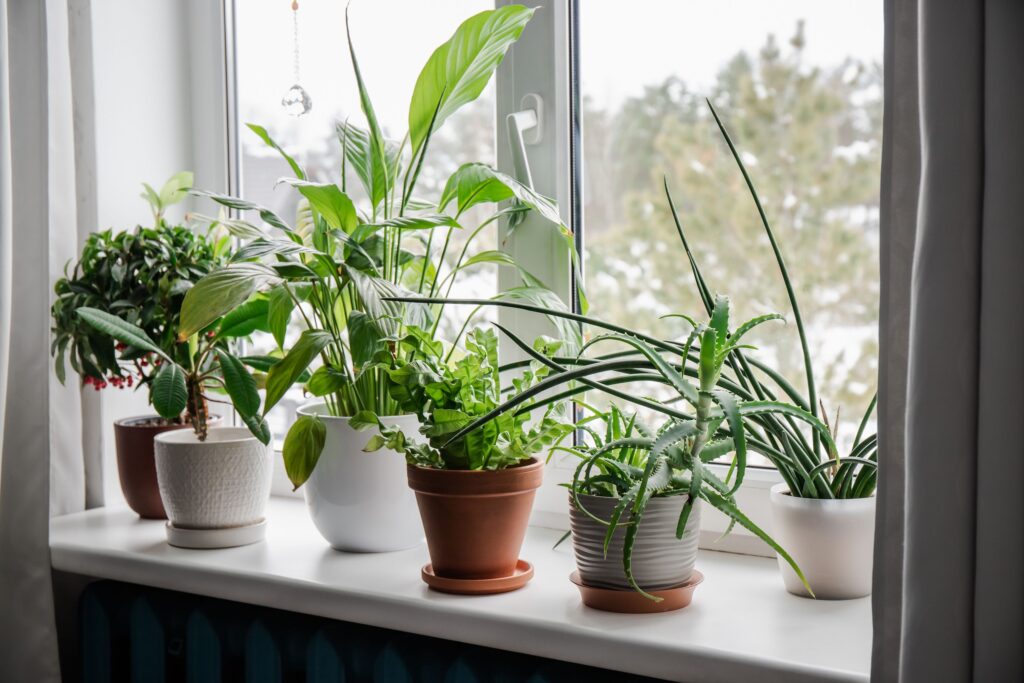 Winter Plant Care Tips for Your Apartment Garden