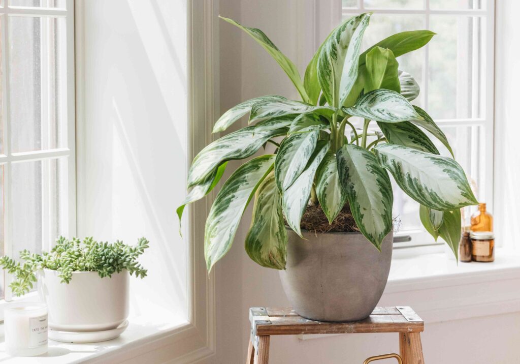 Best High-Light Plants for Sunlit Apartments