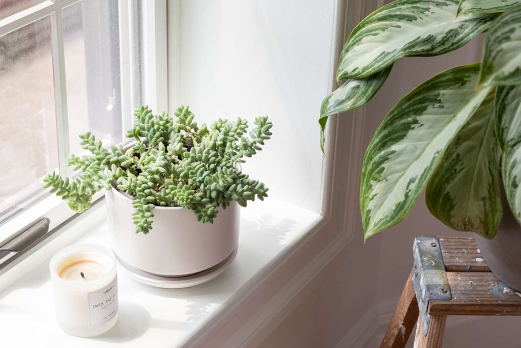 How to Choose the Right Plants for Your Apartment’s Climate