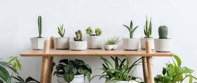 How to Care for Your First Apartment Plants: A Step-by-Step Guide