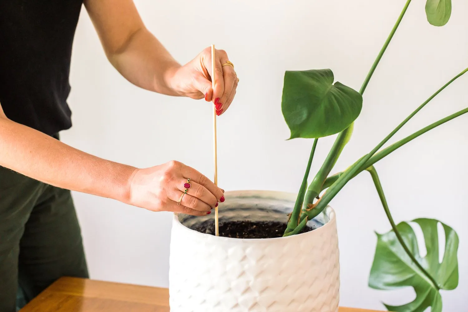 How to Propagate Indoor Plants: A Beginner’s Guide