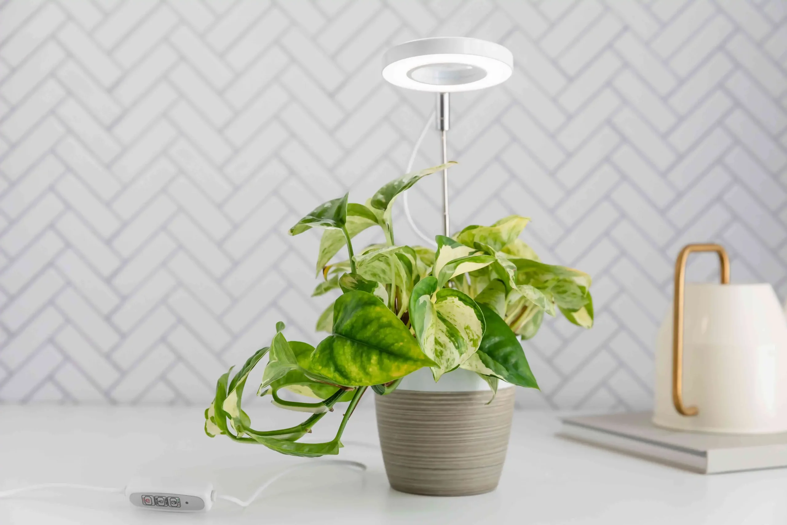 How to Select the Right Plant Lights for Your Apartment