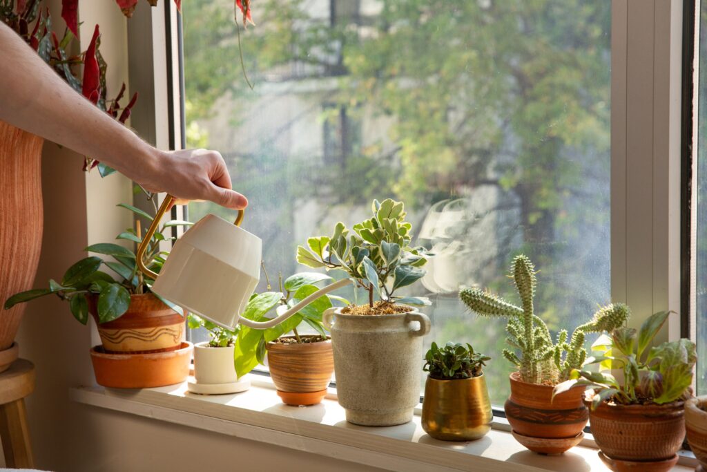 Best Organic Solutions for Indoor Plant Health