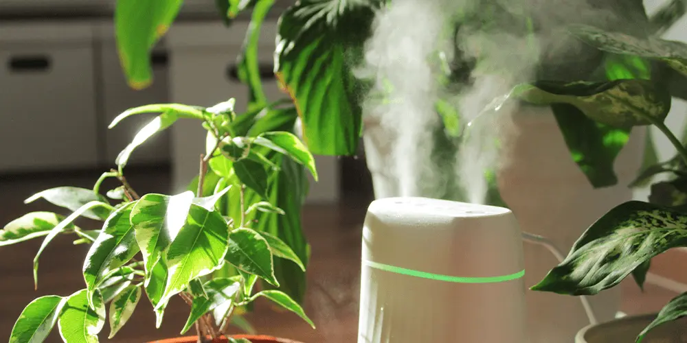 How to Use Plant Humidifiers to Improve Indoor Air Quality