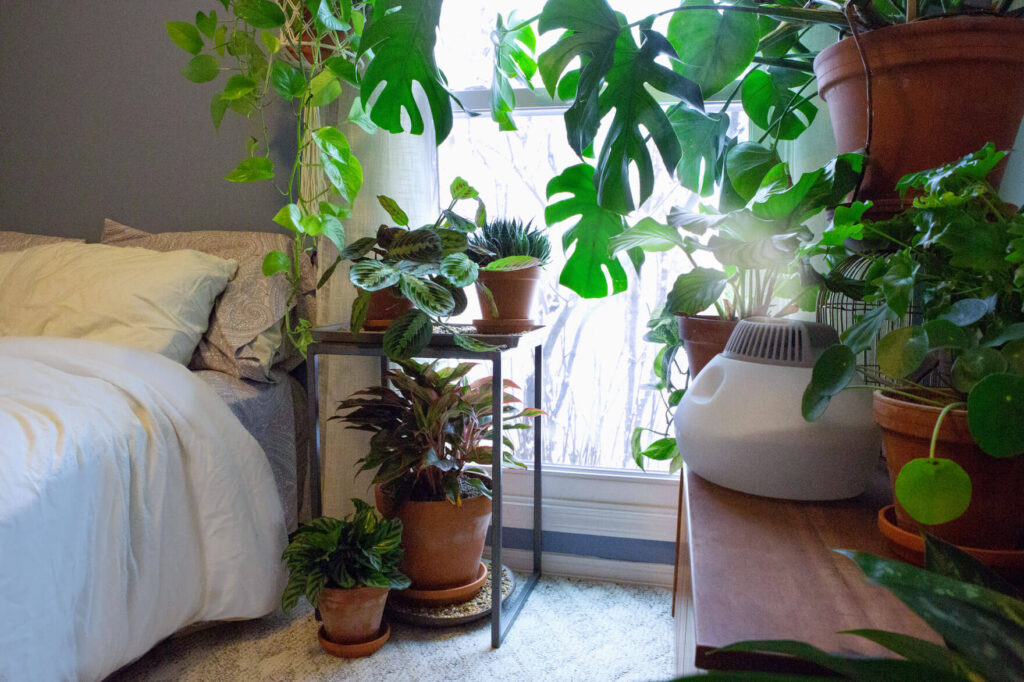 How to Maintain Humidity for Your Plants During Winter