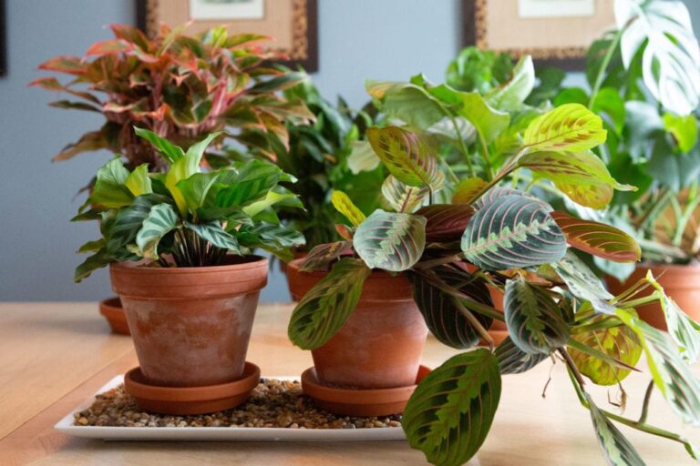 How to Maintain Humidity for Your Plants During Winter