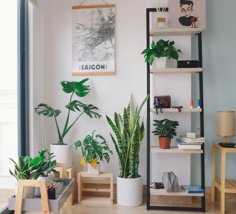 How to Incorporate Indoor Plants into Your Apartment Decor