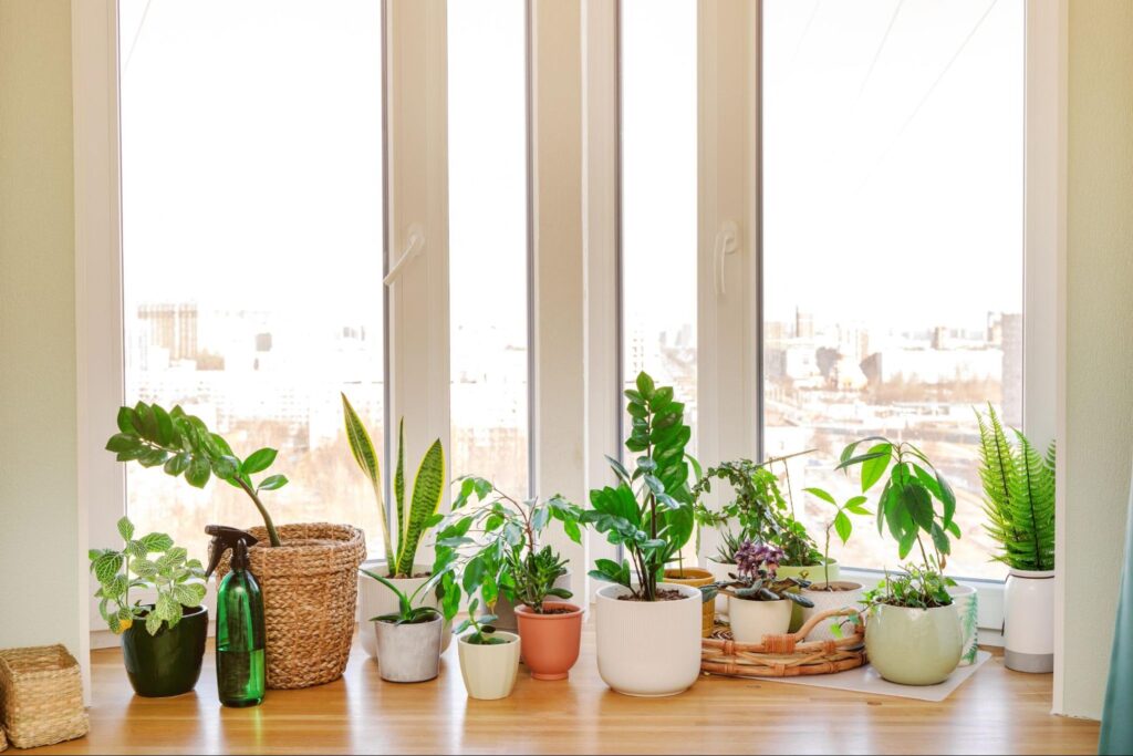 How to Choose the Right Plants for Your Apartment’s Climate