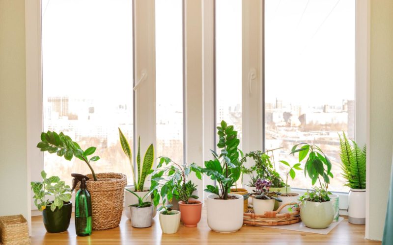 Top Plants for Bright Apartments with Lots of Natural Light