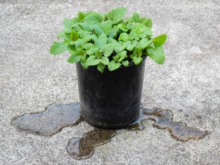 How to Ensure Proper Drainage in Your Plant Containers