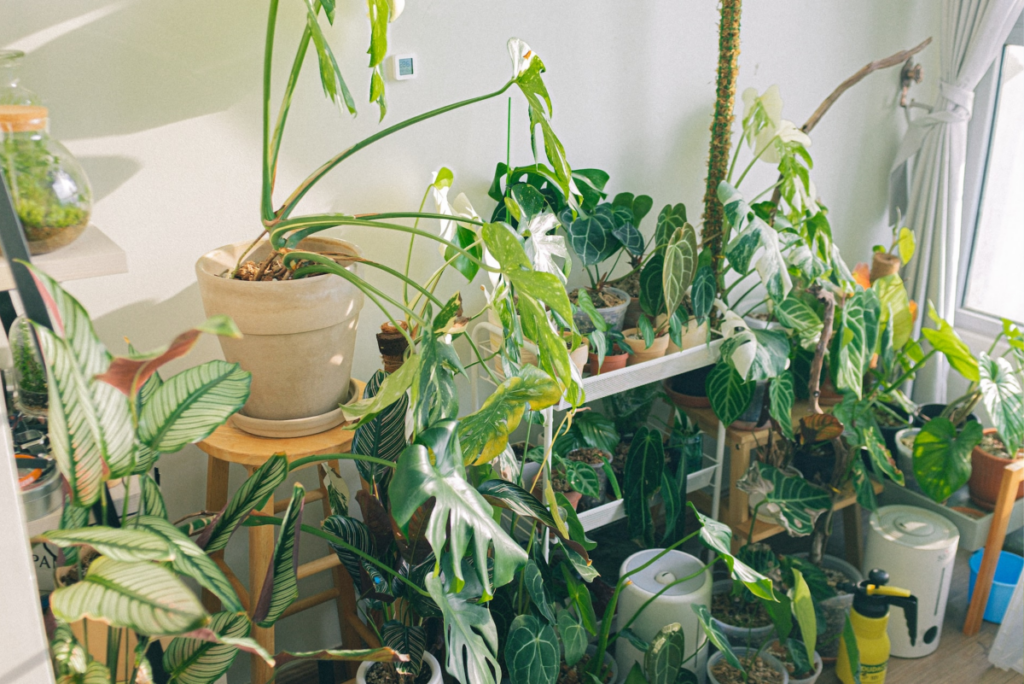 How to Keep Your Indoor Plants Healthy During the Winter Months