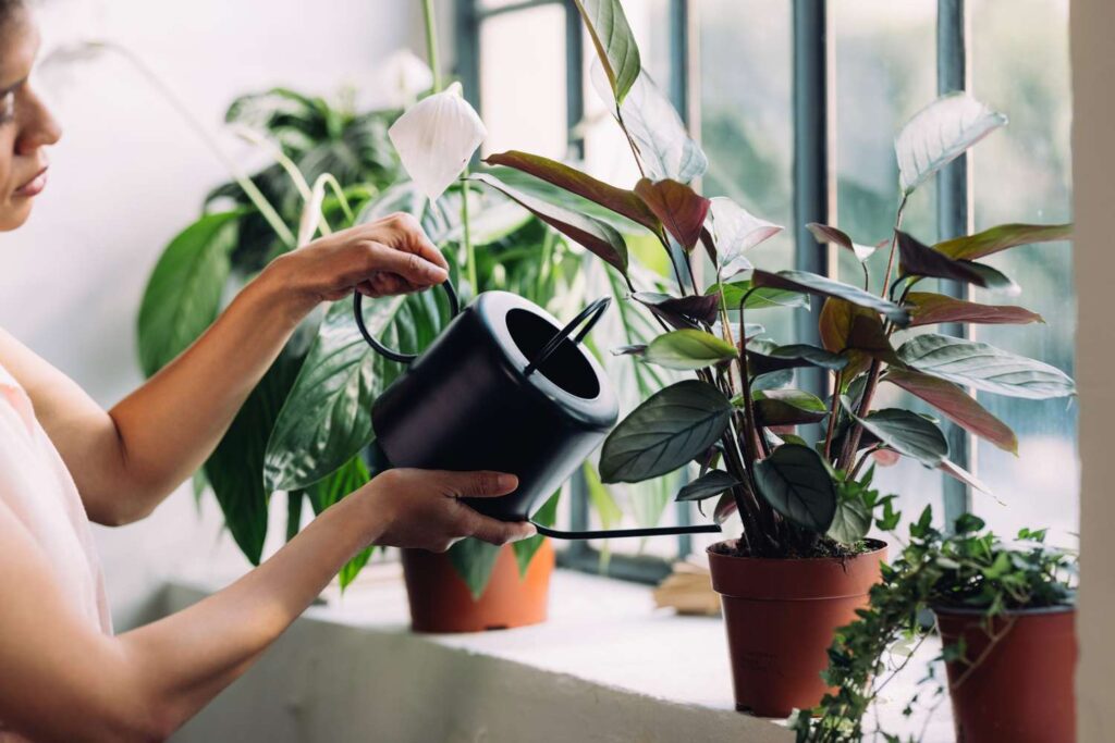 Signs Your Indoor Plants Are Overwatered and How to Fix It