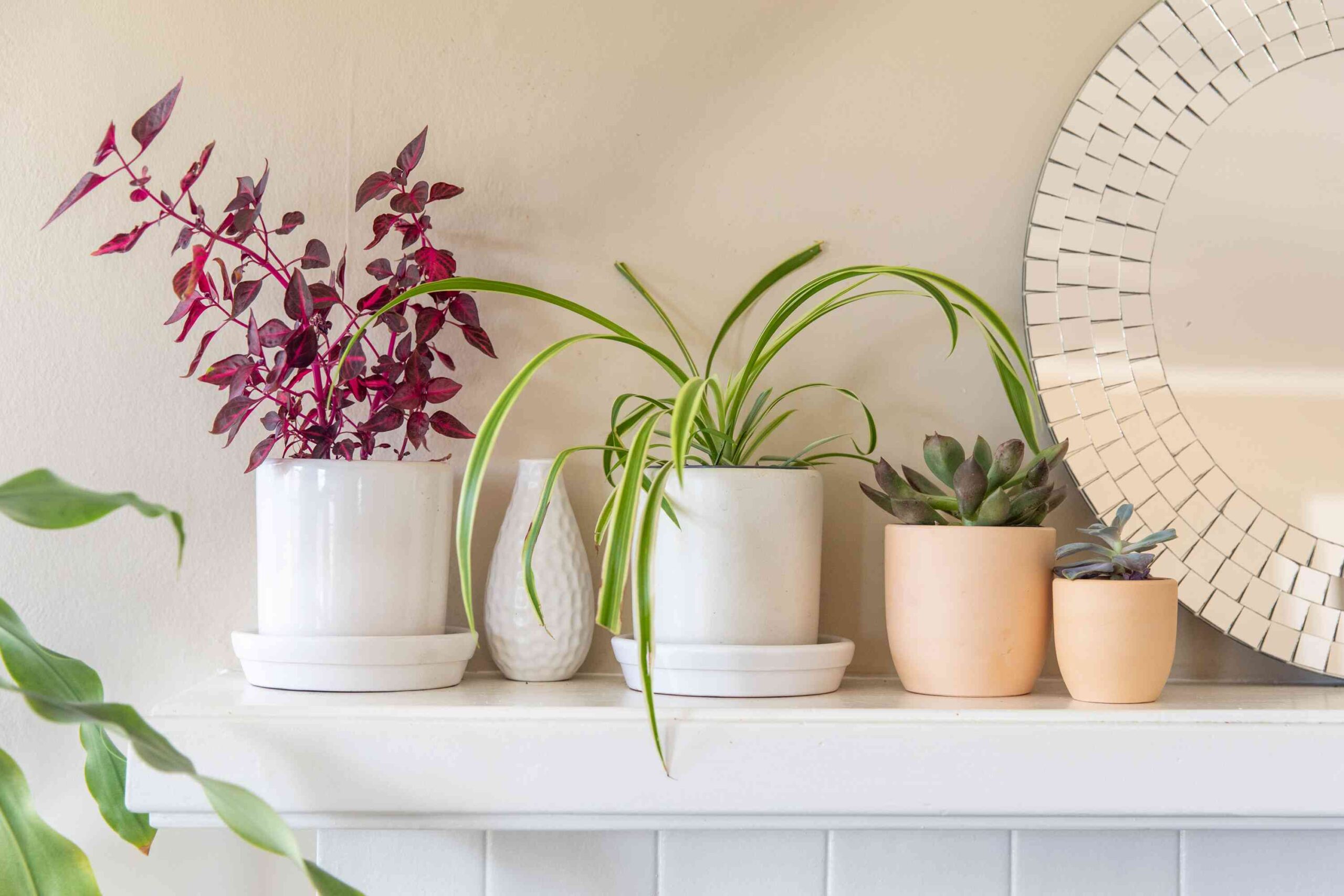 Creative Plant Arrangements for Your Apartment’s Entryway