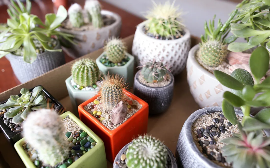 How to Propagate Succulents and Cacti in Your Apartment