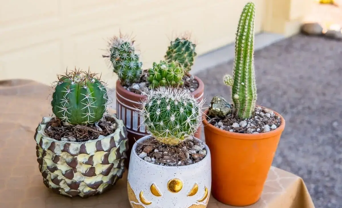 When and How to Repot Succulents and Cacti in Your Apartment