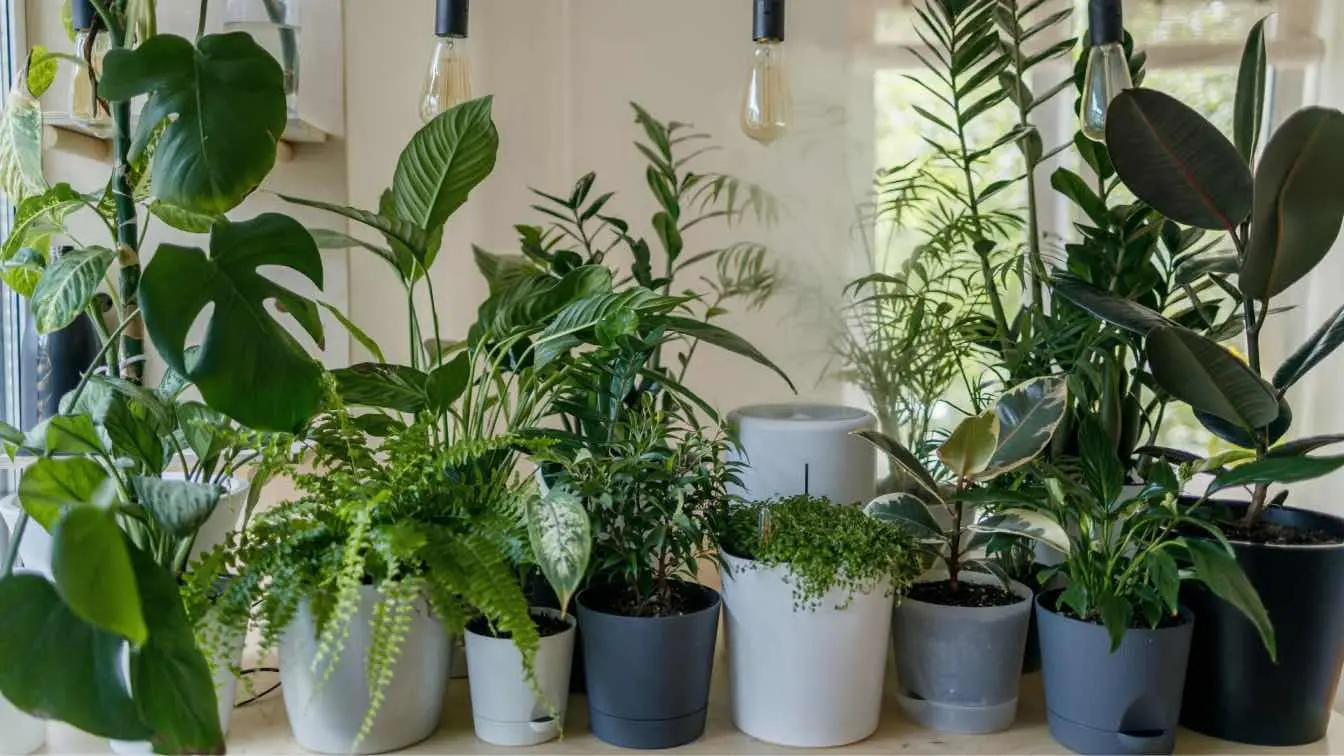 How to Use Plants to Enhance Your Seasonal Decor