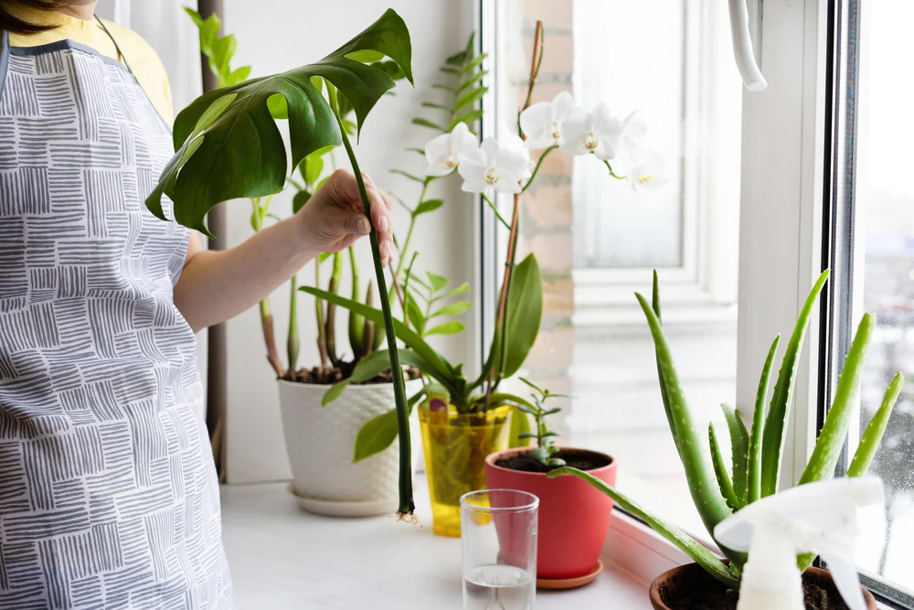 Creative Plant Arrangements for Your Apartment’s Entryway