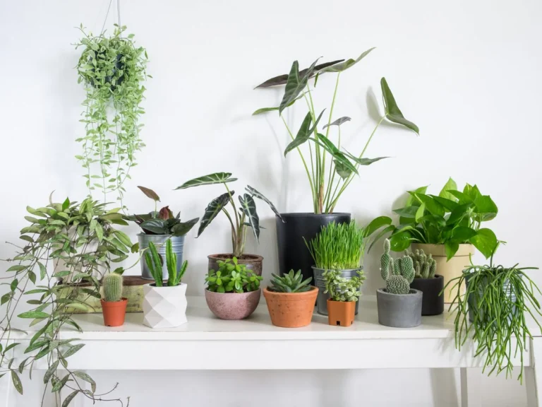 How to Choose Your First Indoor Plants for Success