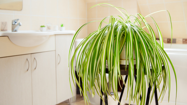 5 Resilient Plants for Those New to Indoor Gardening