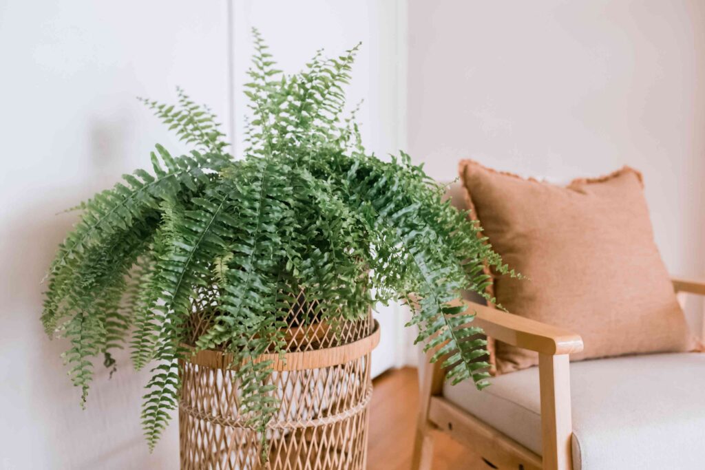 Top Air-Purifying Plants for Cleaner Apartment Air