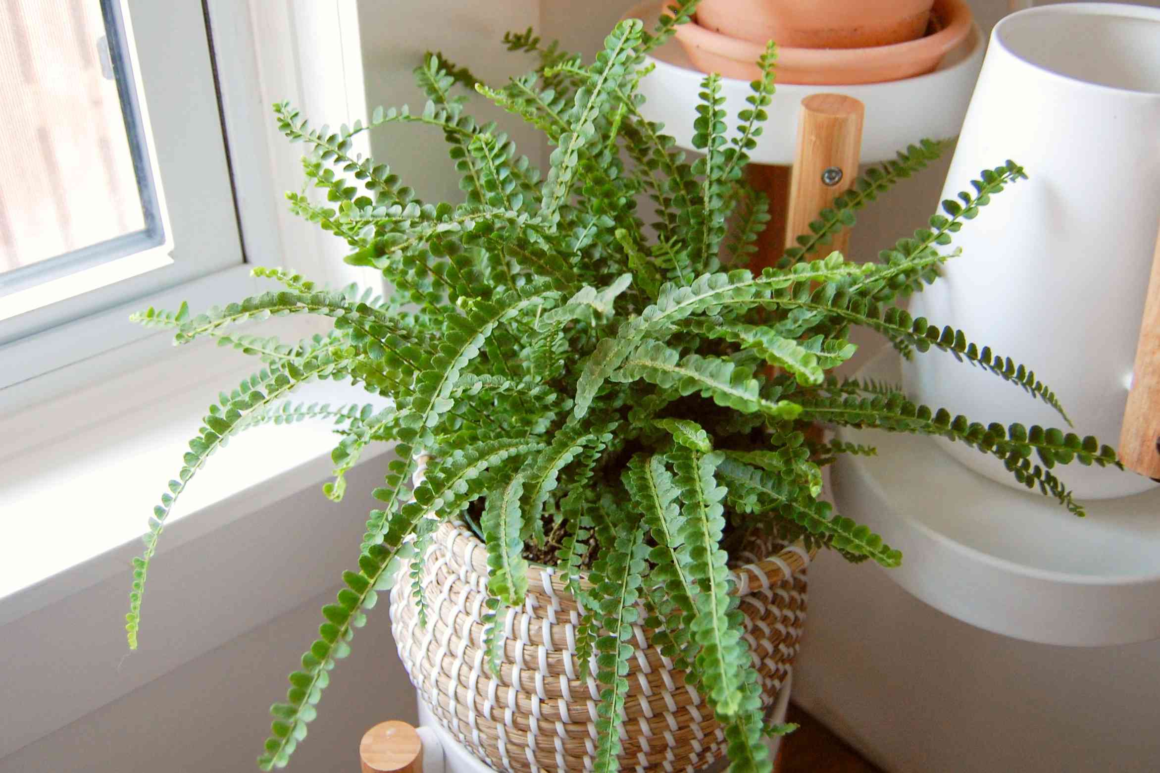 Kitchen Plants That Thrive in a Warm, Humid Environment