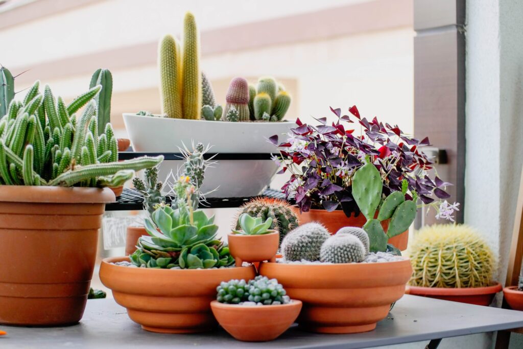 Best High-Light Plants for Sunlit Apartments