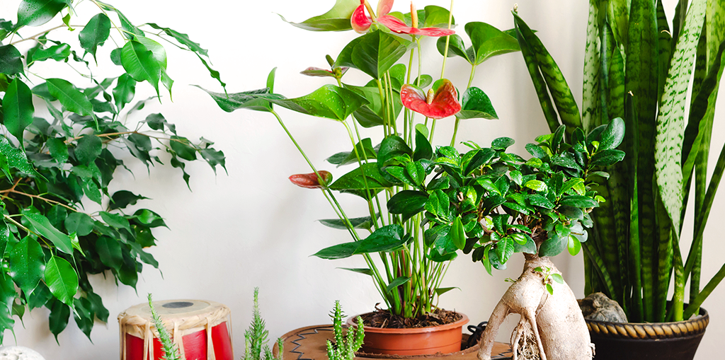 How to Prepare Your Indoor Plants for Summer Heat