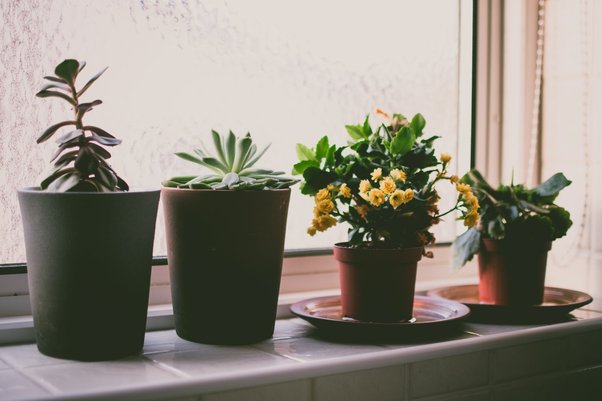 How to Maintain Humidity for Your Plants During Winter