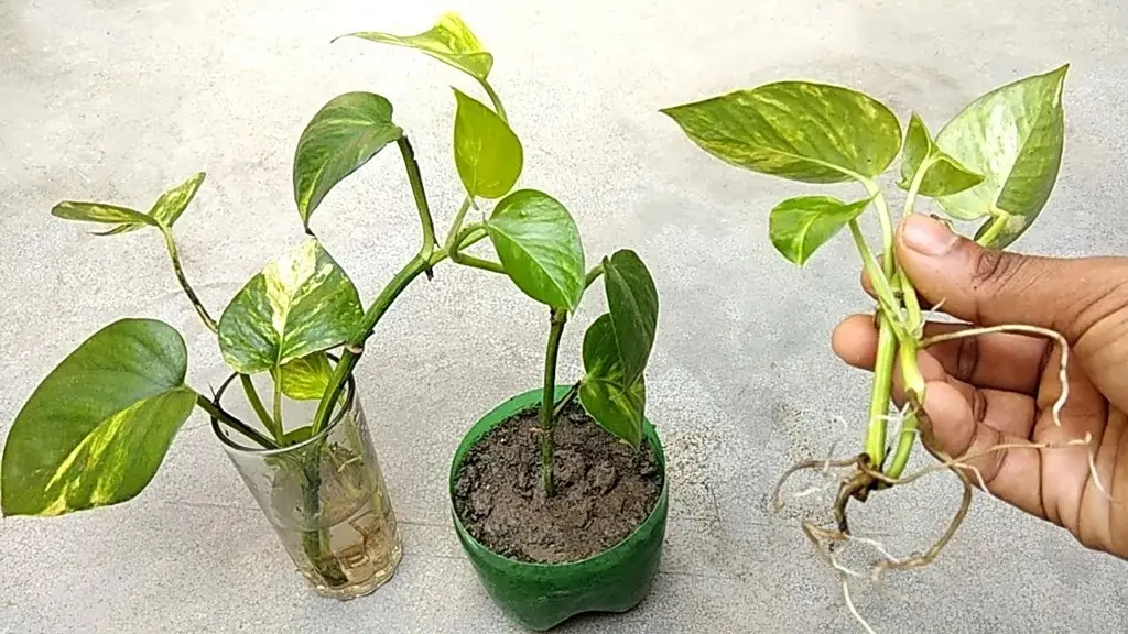 How to Start Plant Cuttings in Water vs. Soil