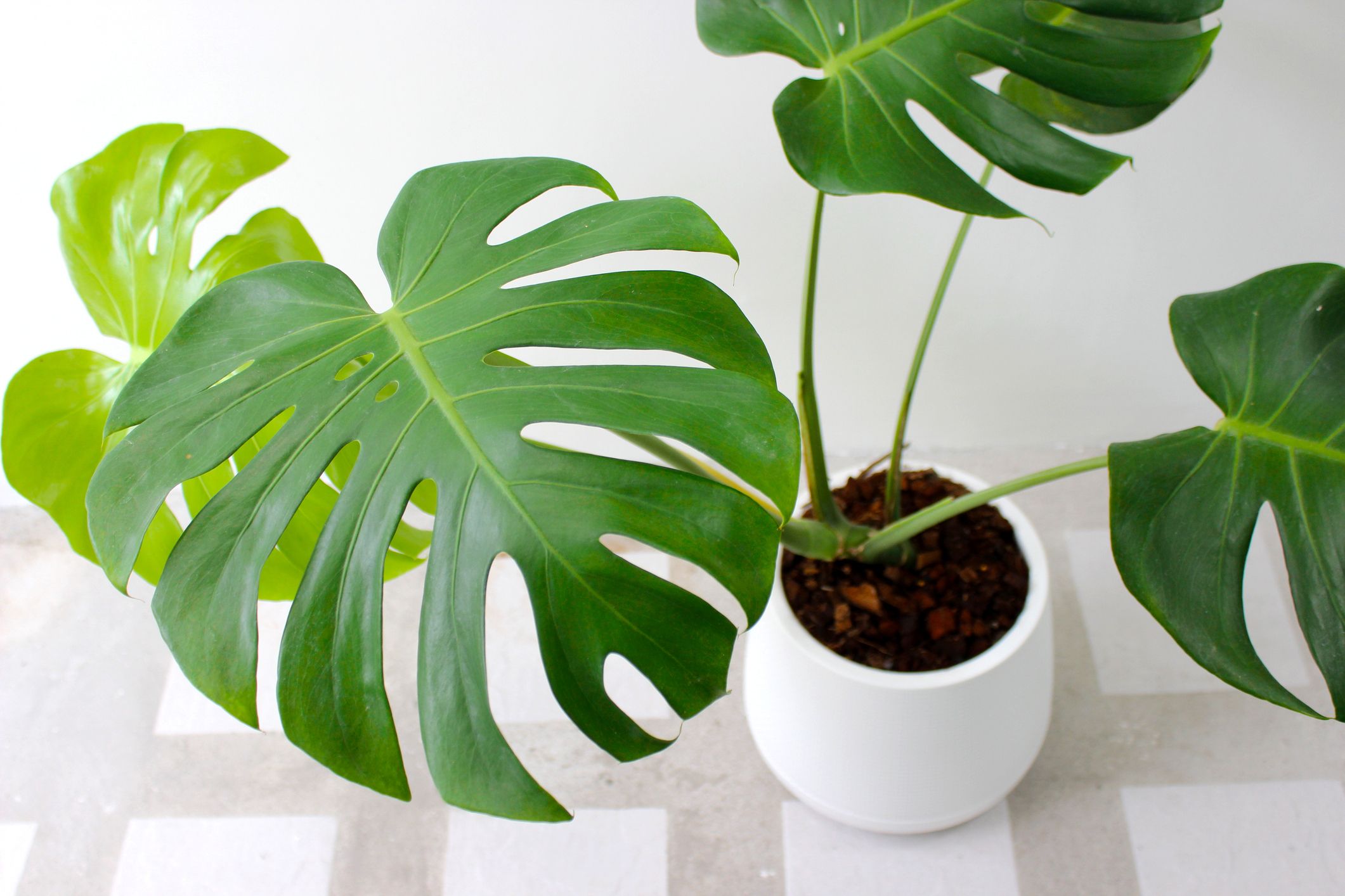 Best Plants for Living Room Decor: Top Picks for Your Space