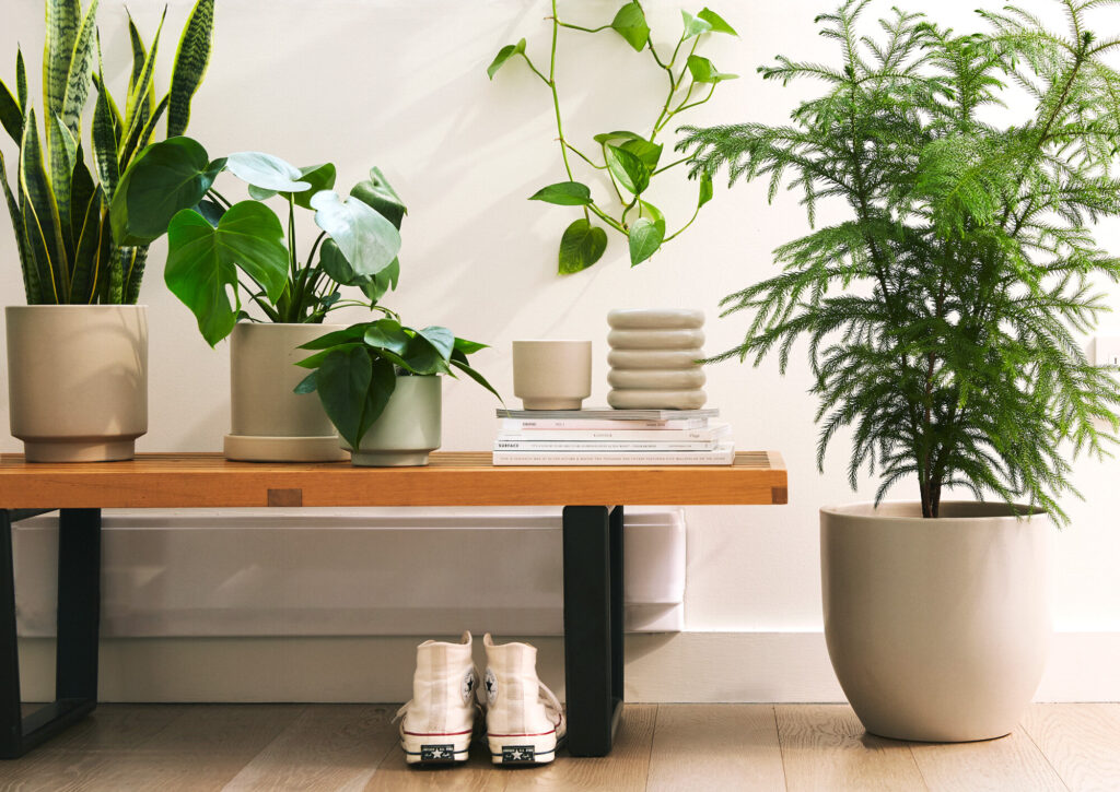 Top Tips for Creating Stunning Plant Arrangements in Your Home