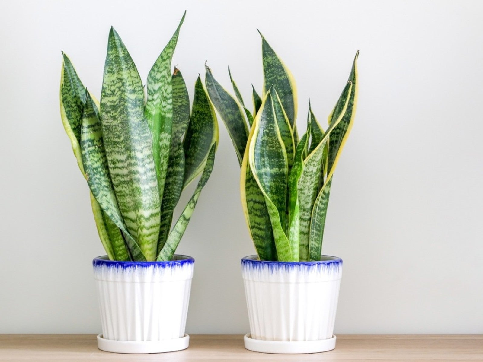 Best Plants for Small Apartments with Limited Space