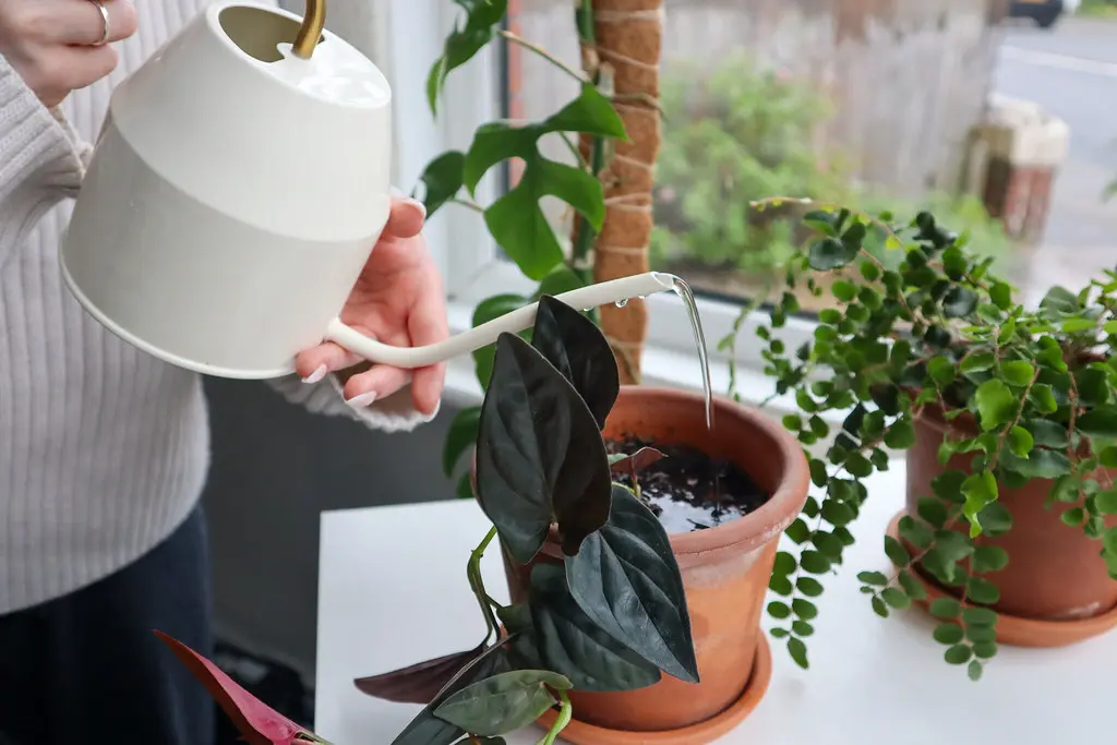 How to Ensure Proper Drainage in Your Plant Containers