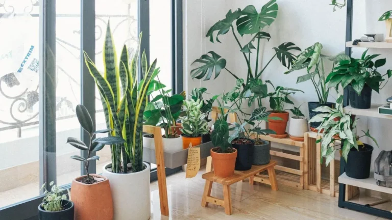 Beginner’s Guide to the Easiest Indoor Plants to Grow